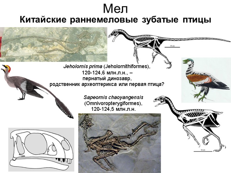 Мел Jeholornis prima (Jeholornithiformes), 120-124,6 млн.л.н., – пернатый динозавр, родственник археоптерикса или первая птица?